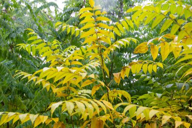 Sarı sumac yapraklarının güzel çalısı sonbahar günü bir ağaç dalında. Arka planda akasyanın yeşil yaprakları.
