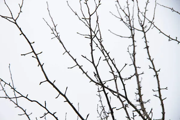 Nøgne Trægrene Hvid Baggrund Træ Grene Hvid Baggrund - Stock-foto