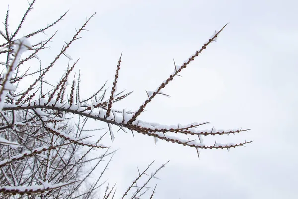 Větve Stromů Trny Sněhu Bílém Pozadí — Stock fotografie