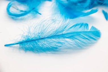 Beyaz arka planda mavi tüylü kuş tüyleri. Yumuşak tüylerin dokusu.