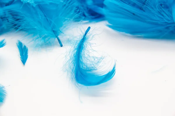 Piume Uccello Soffice Blu Uno Sfondo Bianco Una Struttura Piume — Foto Stock