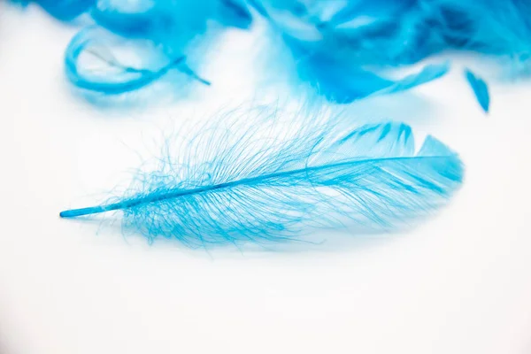 Penas Azuis Pássaro Fofo Fundo Branco Uma Textura Umas Penas — Fotografia de Stock