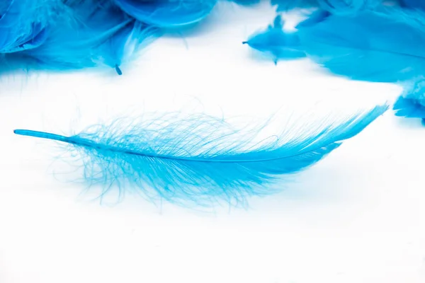 Piume Uccello Soffice Blu Uno Sfondo Bianco Una Struttura Piume — Foto Stock
