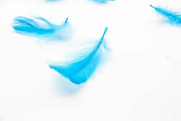 Penas Azuis Pássaro Fofo Fundo Branco Uma Textura Umas Penas — Fotografia de Stock