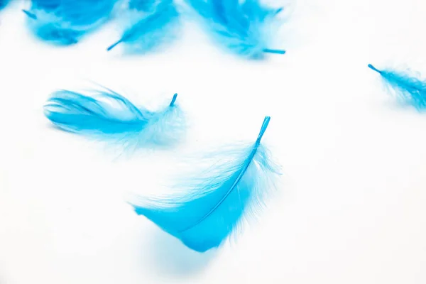 Blauwe Pluizige Vogelveren Een Witte Achtergrond Een Textuur Van Een Rechtenvrije Stockafbeeldingen