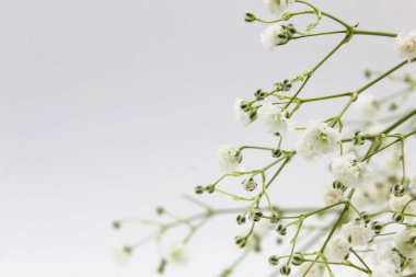 Bir çingene - beyaz arka planda küçük beyaz bir çiçek. Çingene çiçekli güzel bir kompozisyon. Metin için boşluk.