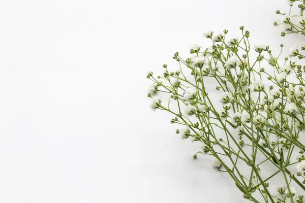 Bir çingene - beyaz arka planda küçük beyaz bir çiçek. Çingene çiçekli güzel bir kompozisyon. Metin için boşluk.