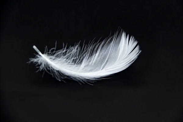 Ένα Λευκό Φτερό Απομονωμένο Μαύρο Φόντο Royalty Free Εικόνες Αρχείου