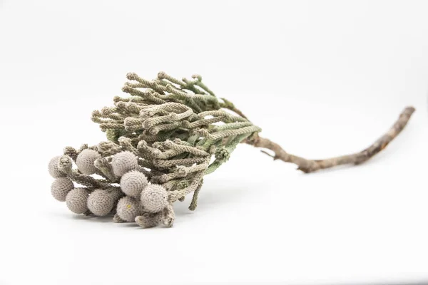 Las Plantas Llamadas Brunia Plata Pueden Usar Ramo Con Flores — Foto de Stock