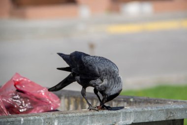 Bir karga metal çöp konteynırının üzerine oturur ve pençelerinde bir şey tutar. Kuş karga konteynırın üzerinde oturuyor.