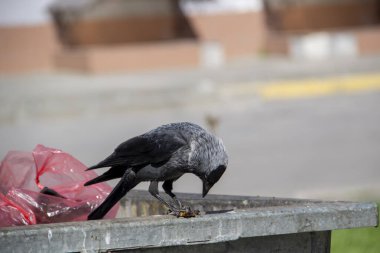 Bir karga metal çöp konteynırının üzerine oturur ve pençelerinde bir şey tutar. Kuş karga konteynırın üzerinde oturuyor.