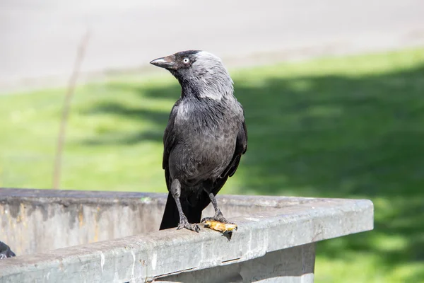 Kovovém Kontejneru Odpadky Sedí Jackdaw Něco Drží Tlapách Ptačí Jackdaw — Stock fotografie