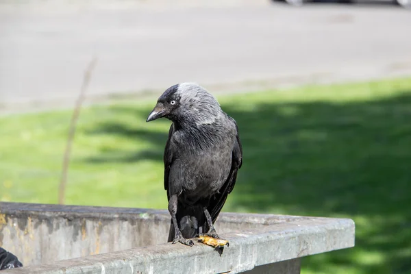 金属のゴミ容器のゴミの上に座って パウの中に何かを保持します 鳥のジャックドウはゴミ箱の上に座って — ストック写真