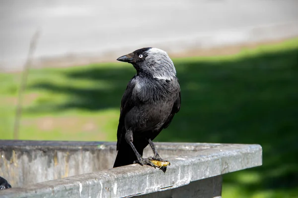 金属のゴミ容器のゴミの上に座って パウの中に何かを保持します 鳥のジャックドウはゴミ箱の上に座って — ストック写真