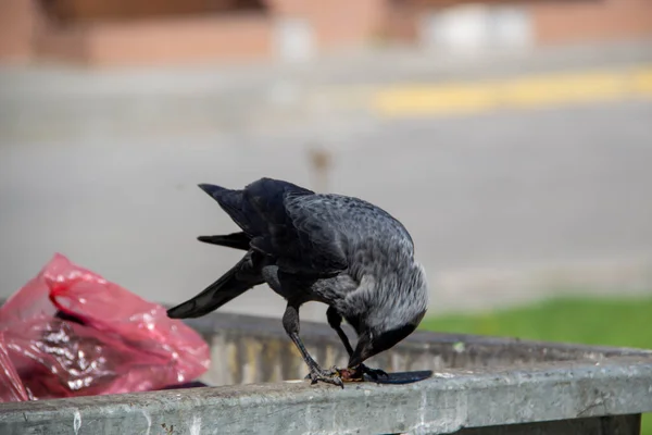 Eine Dohle Sitzt Auf Dem Metallenen Mülleimer Und Hält Etwas — Stockfoto