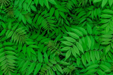 Sorbaria Sorbifolia 'nın güzel yaprakları arka planda. Yazın yeşil kül yaprakları.