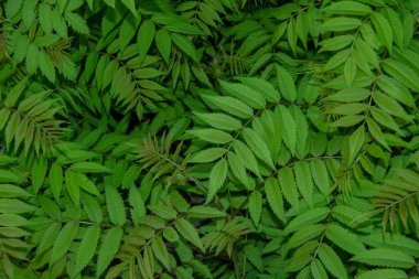 Sorbaria Sorbifolia 'nın güzel yaprakları arka planda. Yazın yeşil kül yaprakları.