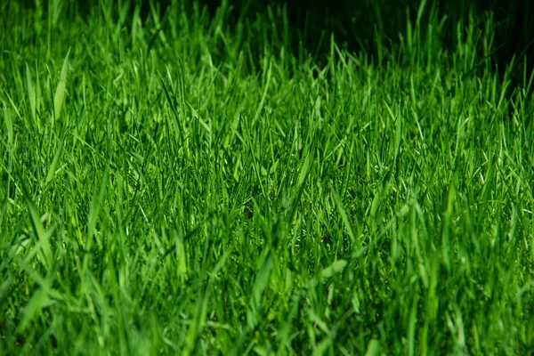 Green Grass Background Texture Spring Summer Green Grass Closeup Grass — Stock Photo, Image