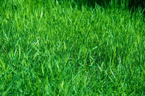 Hijau Rumput Terhadap Latar Belakang Tekstur Musim Semi Rumput Hijau Stok Foto