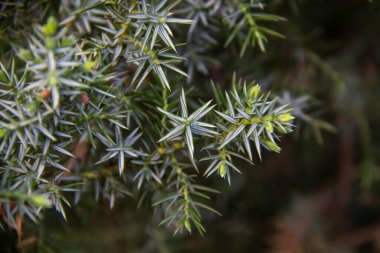 Ardıç dalları arka plana doğru yaklaşır. Kozalaklı çalılardan güzel dallar.
