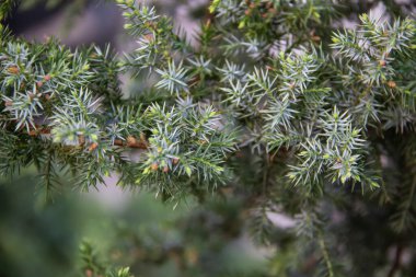 Ardıç dalları arka plana doğru yaklaşır. Kozalaklı çalılardan güzel dallar.