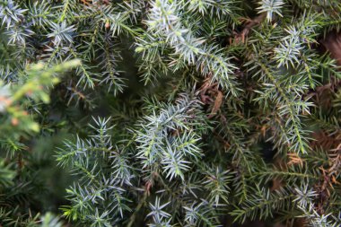 Ardıç dalları arka plana doğru yaklaşır. Kozalaklı çalılardan güzel dallar.