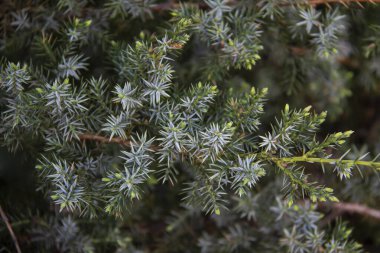 Ardıç dalları arka plana doğru yaklaşır. Kozalaklı çalılardan güzel dallar.