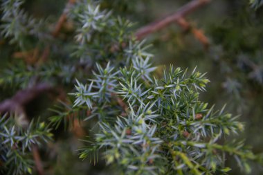 Ardıç dalları arka plana doğru yaklaşır. Kozalaklı çalılardan güzel dallar.