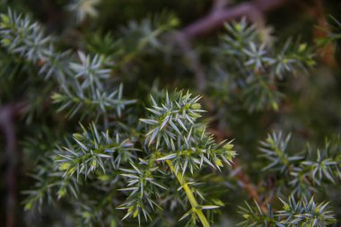 Ardıç dalları arka plana doğru yaklaşır. Kozalaklı çalılardan güzel dallar.