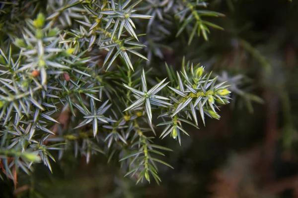 Ardıç dalları arka plana doğru yaklaşır. Kozalaklı çalılardan güzel dallar.