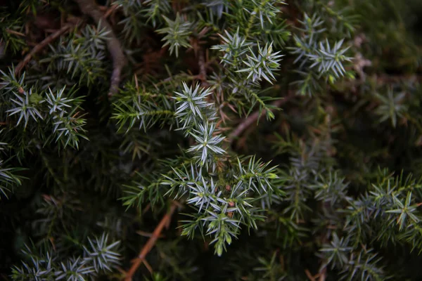 Ardıç dalları arka plana doğru yaklaşır. Kozalaklı çalılardan güzel dallar.