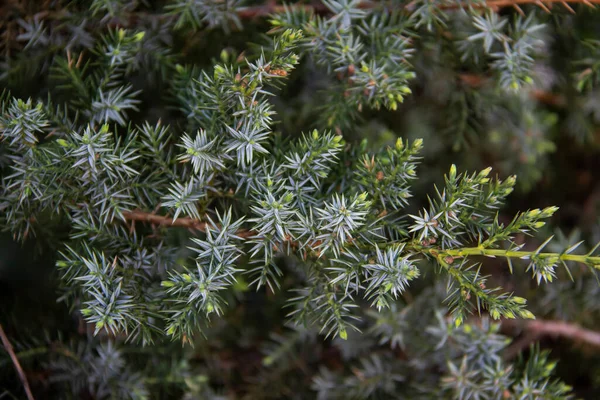 Ardıç dalları arka plana doğru yaklaşır. Kozalaklı çalılardan güzel dallar.