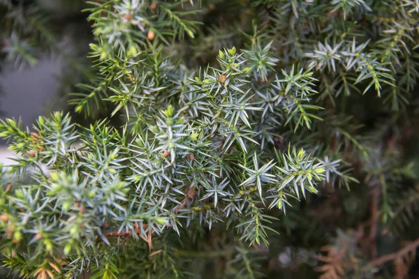 Ardıç dalları arka plana doğru yaklaşır. Kozalaklı çalılardan güzel dallar.