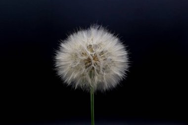 Büyük, güzel, beyaz, tüylü karahindiba. Siyah arka planda izole edilmiş..