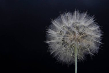 Büyük, güzel, beyaz, tüylü karahindiba. Siyah arka planda izole edilmiş..