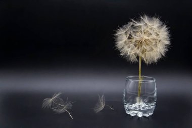 Büyük, güzel, beyaz, tüylü karahindiba, siyah arka planda izole bir camın üzerinde duruyor..