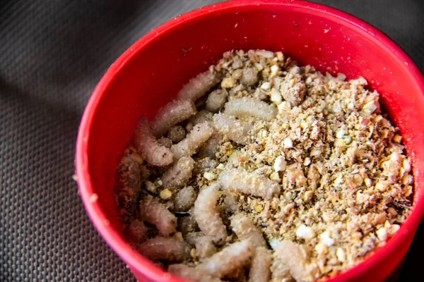 Live fly larvae in the red plastic plate as bait for catching fish. The maggots for fishing against background