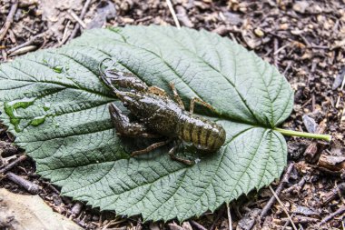 The one small crayfish sit on  the green leaf against background. Crayfish outdoor