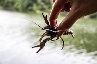 Female hand hold the small crayfish against river background. Crayfish moves in the hand