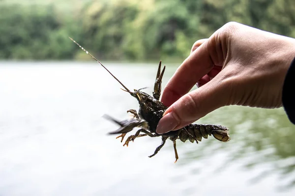 Female Hand Hold Small Crayfish River Background Crayfish Moves Hand Stockafbeelding