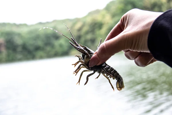 Female Hand Hold Small Crayfish River Background Crayfish Moves Hand Imagen de stock