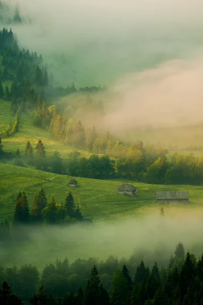 Niebla verde — Foto de Stock