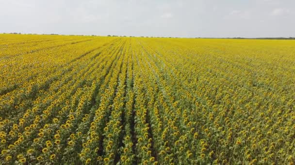 Vista superior de un campo con un girasol. video de un dron — Vídeos de Stock