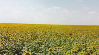 Ayçiçekli bir tarlanın üst görüntüsü. Bir İHA 'dan video