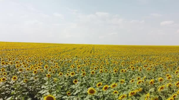 Draufsicht auf ein Feld mit einer Sonnenblume. Video von einer Drohne — Stockvideo