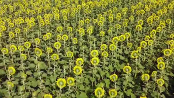 Ovanifrån av ett fält med en solros. video från en drönare — Stockvideo