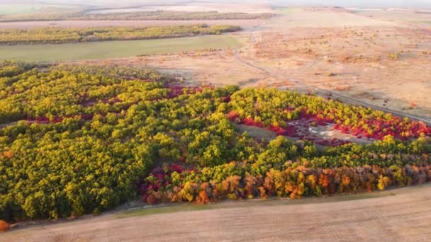 Осенний разноцветный лиственный вид на вершину леса с квадрокоптера — стоковое видео