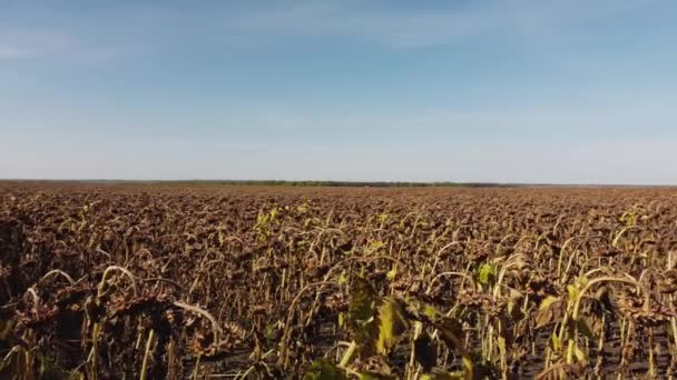 Bovenaanzicht van een veld met een zonnebloem. video van een drone — Stockvideo