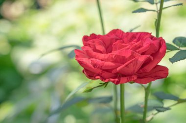 Yeşil arkaplanda açık bir gül goncası