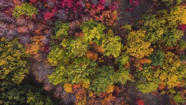 Efterår flerfarvet løvfældende skov top udsigt fra en quadrocopter – Stock-video
